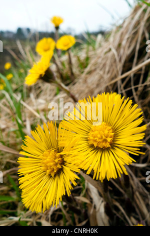 Colt-Fuß, Huflattich (Tussilago Farfara), verschiedene Blütenpflanzen, Deutschland, Baden-Württemberg Stockfoto