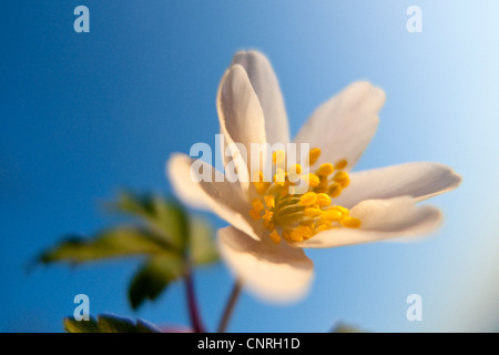 Buschwindröschen (Anemone Nemorosa), Blüte vor blauem Himmel, Deutschland, Baden-Württemberg Stockfoto