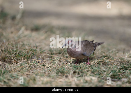 Afrikanische Mourning Dove - Trauer collared Dove (Streptopelia Decipiens - Turtur Decipiens) auf der Suche nach Nahrung auf dem Boden Stockfoto