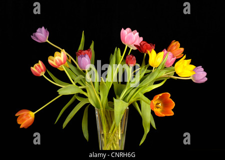 gemeinsamer Garten-Tulpe (Tulipa Gesneriana), Bund Tulpen vor schwarzem Hintergrund Stockfoto