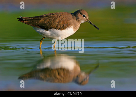 grüne Flussuferläufer (Tringa Ochropus), Nahrungssuche in Wasser, Europa Stockfoto