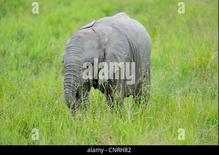 Afrikanischen Bush Elefanten - Savanne Elefanten - Bush Elefant (Loxodonta Africana) Kalb stehen in den hohen Gräsern in Masai Mara Stockfoto