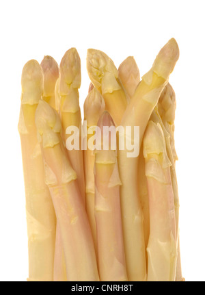Garden Asparagus, Sparrow Gras, Wild Asparagus (Asparagus officinalis), bunch of asparagus Stockfoto
