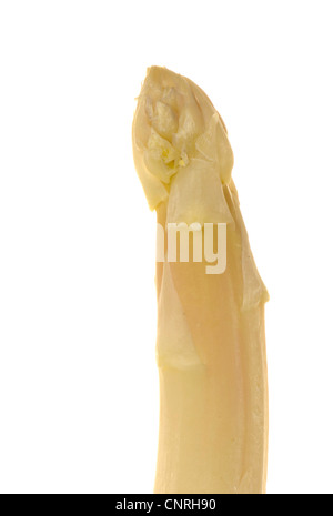 Garten Sie-Spargel, Spatz Gras, Wildspargel (Spargel Officinalis), ein Spargel-Tipp Stockfoto