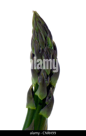 Garten-Spargel, Spatz Gras, Wildspargel (Spargel Officinalis), grüner Spargel Stockfoto