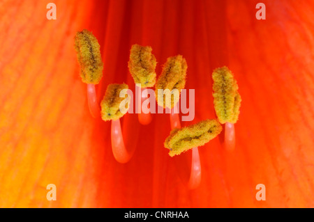 Amaryllis (Hippeastrum spec.), Antheren in einer Blume Stockfoto