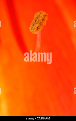 Amaryllis (Hippeastrum spec.), einzelne Anthere in einer Blume Stockfoto