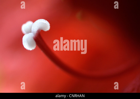 Amaryllis (Hippeastrum spec.), Pistill in einer Blume Stockfoto