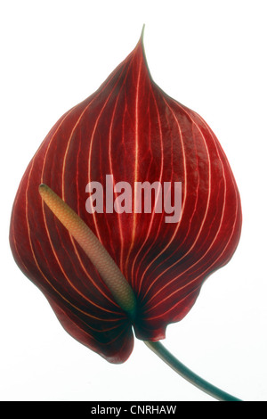 Flamingo-Anlage (Anthurium spec.), Blütenstand mit roten spatha Stockfoto