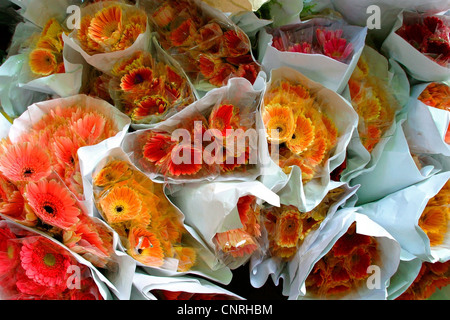 Barebeton Daisy, Gerbera, Transvaal Daisy, Gerbera Daisy (Gerbera Jamesonii), Trauben auf einem Blumenmarkt in Hong Kong Stockfoto