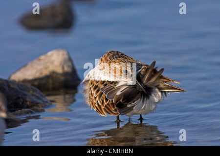 Zwergstrandläufer (Calidris Minuta), stehend im Wasser, Gefieder Pflege, Europa Stockfoto