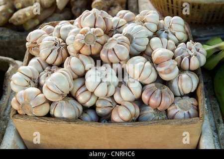 Haufen von Knoblauch Zwiebeln in Kiste Stockfoto