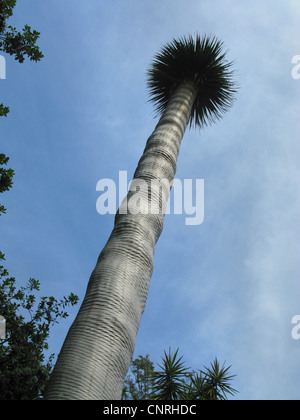 Träne Drachenblut, Draegon Baum, Kanarischen Drachenbaum (Dracaena Draco), Drago Würmer Blick in die Baumwipfel des unverzweigten Individuums, Kanarische Inseln, Teneriffa Stockfoto