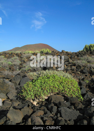 Wolfsmilch (Euphorbia Balsamifera), auf vulkanischen Felsen in der Küstenstadt Gegend im Südwesten, Kanaren, Teneriffa, Pal Mar Stockfoto