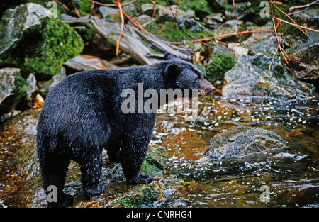 Amerikanische Schwarzbären (Ursus Americanus), stehend im River, USA, Alaska Stockfoto