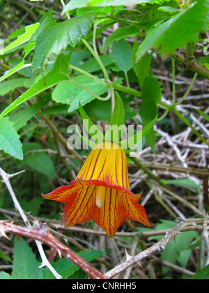 Kanarischen Glockenblume (Canarina Canariensis), die Blume, die nationale Blume von den Kanarischen Inseln, Kanarische Inseln, Teneriffa Stockfoto