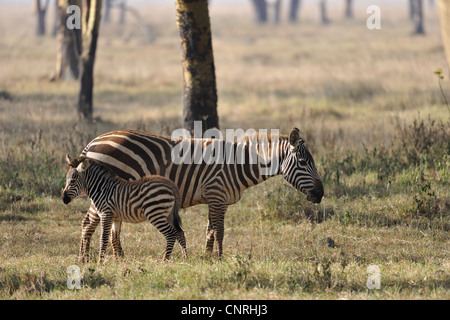 Ebenen Zebra - Burchell Zebra (Equus Quagga - früher Equus Burchellii Boehmi) Junge stand in der Nähe seiner Mutter Nakuru NP Stockfoto