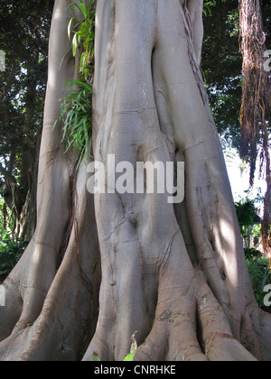 Lord Howe Banyan (Ficus Macrophylla SSP. Columnaris, Ficus Columnaris), stammen Stockfoto