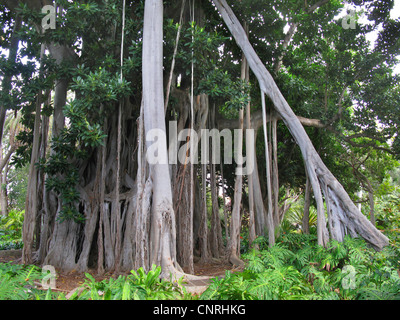 Lord Howe Banyan (Ficus Macrophylla SSP. Columnaris, Ficus Columnaris), mit Luftwurzeln Stockfoto