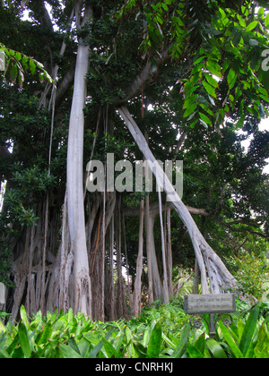 Lord Howe Banyan (Ficus Macrophylla SSP. Columnaris, Ficus Columnaris), mit Luftwurzeln Stockfoto