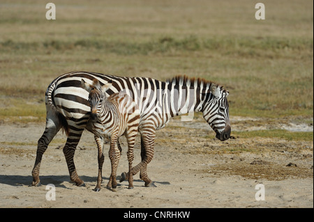 Ebenen Zebra - Burchell Zebra (Equus Quagga - früher Equus Burchellii Boehmi) Junge stand in der Nähe seiner Mutter Nakuru NP Stockfoto