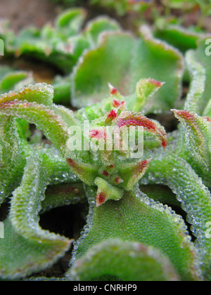 Gemeinsame Iceplant (Mesembryanthemum Crystallinum), Blätter, close-up, Kanarische Inseln, Teneriffa Stockfoto