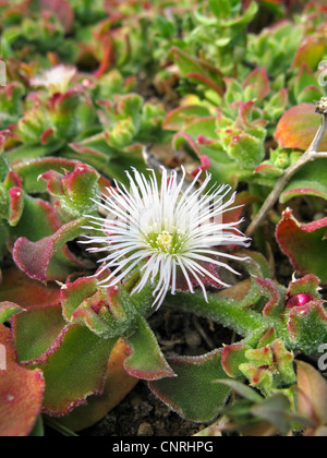 Gemeinsame Iceplant (Mesembryanthemum Crystallinum), blühende Pflanze, Kanarische Inseln, Teneriffa Stockfoto