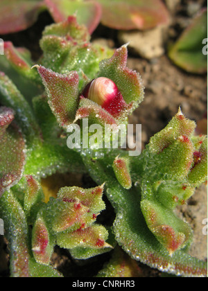 Gemeinsame Iceplant (Mesembryanthemum Crystallinum), mit Blütenknospe, Kanarische Inseln, Teneriffa Stockfoto