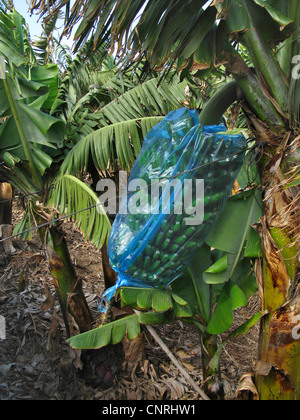 Banane (Musa Paradisiaca, Musa X paradisiaca), Bananenplantage, Fruchtstand bedeckt mit Plastiktüte, Kanarische Inseln, Teneriffa Stockfoto