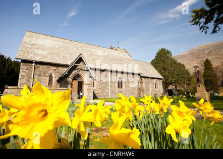 Wilde Narzissen blühen in St Patricks Kirchhof in Patterdale, Lake District, Großbritannien. Stockfoto