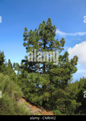 Kanarische Kiefer (Pinus Canariensis), einziger Baum auf einem Hang, Kanarische Inseln, Teneriffa Stockfoto