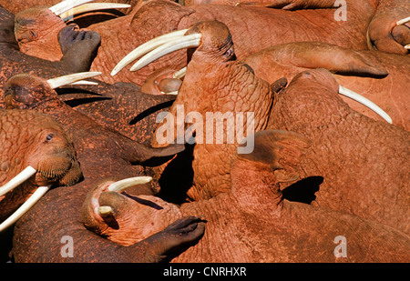 Walross (Odobenus Rosmarus), Kolonie, USA, Alaska, Beringsee Stockfoto