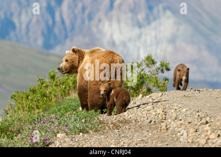 Brauner Bär, Grizzly Bär (Ursus Arctos Horribilis), Frau mit Zwillingen, USA, Alaska, Denali Nationalpark Stockfoto