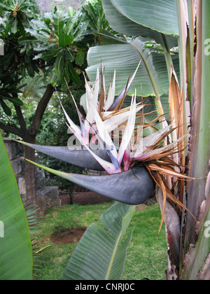 Weiße Paradiesvogelblume (Strelitzia Nicolai), Blumen, Zierpflanzen aus Südafrika Stockfoto