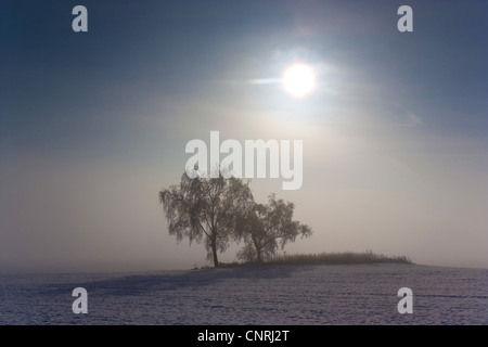 Bäume mit der aufgehenden Sonne in verschneiter Landschaft mit Nebel, Deutschland, Sachsen, Vogtlaendische Schweiz Stockfoto