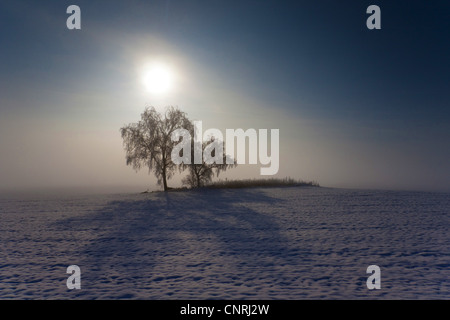 Bäume mit der aufgehenden Sonne in verschneiter Landschaft mit Nebel, Deutschland, Sachsen, Vogtlaendische Schweiz Stockfoto