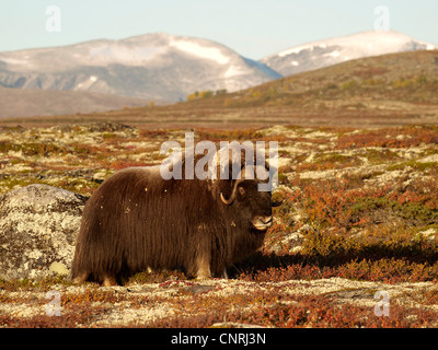 Moschusochsen (Ovibos Moschatus), Stier in Tundra, Norwegen Dovrefjell Nationalpark Stockfoto