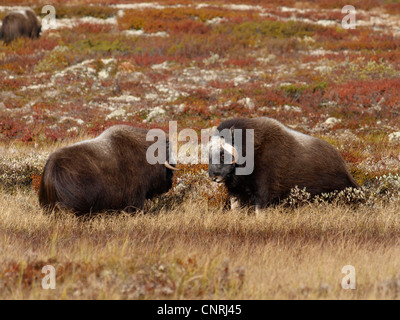 Moschusochsen (Ovibos Moschatus), zwei Stiere kämpfen, Norwegen Dovrefjell Nationalpark Stockfoto