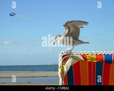 Möve auf Strandkorb auf der Insel Amrum, Deutschland, Schleswig-Holstein, Amrum, Norddorf Stockfoto