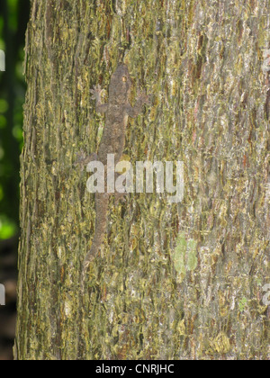 Asiatische Haus Gecko, Thailand Haus Gecko, flach-tailed Gecko, Flattail Haus Gecko (Cosymbotus Platyurus), gut getarnt auf einem Baumstamm, Thailand, Phuket, Khao Lak NP Stockfoto