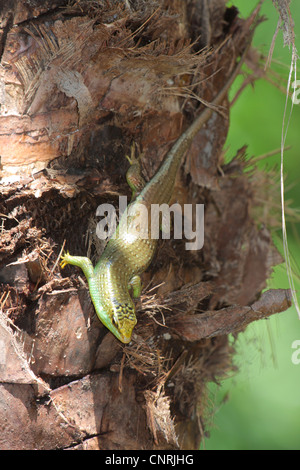 Olive Tree Skink (Dasia Olivacea), sitzt am Stamm der Palme, Thailand, Phuket Stockfoto