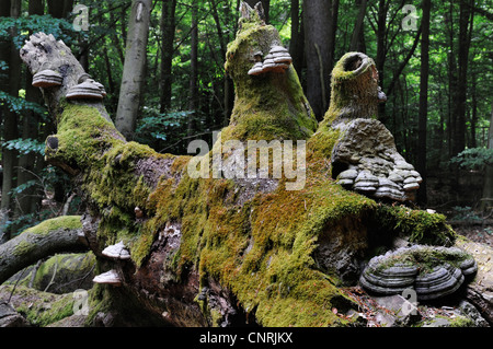 moosigen toter Baum im Wald, Deutschland, Nationalpark Mueritz Stockfoto