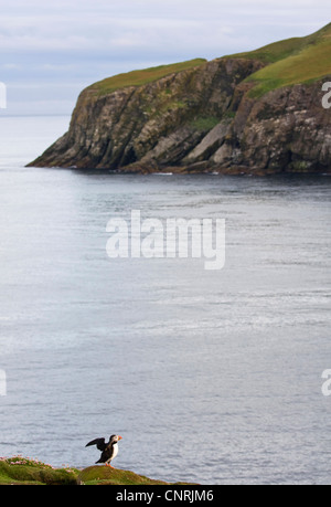 Papageitaucher, gemeinsame Papageientaucher (Fratercula Arctica), an der Küste von Fair-Isle, Fair Isle, Shetland-Inseln, Schottland, Vereinigtes Königreich Stockfoto