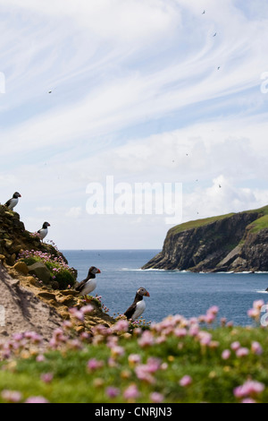 Papageitaucher, gemeinsame Papageientaucher (Fratercula Arctica), auf einer Klippe mit Armeria Maritima, Großbritannien, Schottland, Shetland-Inseln, Fair-Isle Stockfoto