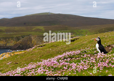 Papageitaucher, gemeinsame Papageientaucher (Fratercula Arctica) mit Armeria, im Hintergrund die Vogelwarte von Fair-Isle, Großbritannien, Schottland, Shetland-Inseln, Fair-Isle Stockfoto