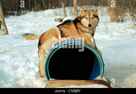 Alaskan Husky (Canis Lupus F. Familiaris), auf seine "Trommel, USA, Alaska Stockfoto