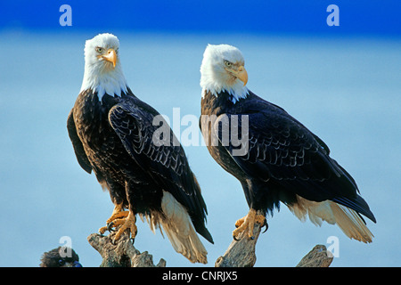 Weißkopfseeadler (Haliaeetus Leucocephalus), zwei amerikanische Weißkopfseeadler sitzt auf Totholz, USA, Alaska Stockfoto