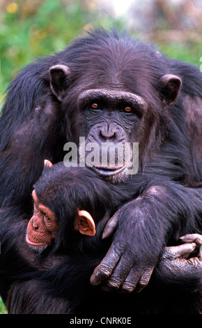 gemeinsame Schimpanse (Pan Troglodytes), Portrait mit Welpen Stockfoto