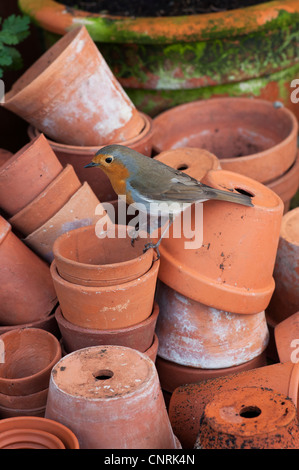 Erithacus Rubecula. Robin thront auf einem Stapel von Blumentöpfen Stockfoto