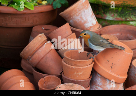 Erithacus Rubecula. Robin thront auf einem Stapel von Blumentöpfen Stockfoto